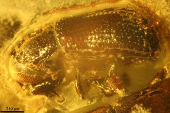 Media type: image;   Entomology PALE-27771